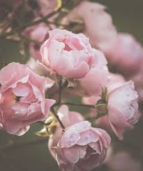 Pin On Color Pinks In 2020 Pastel Pink Aesthetic Flower Aesthetic Pink Photography