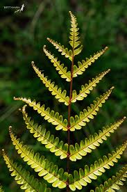 Image result for Pteris burtonii