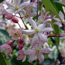 When it comes to dressing up a lamp post, mailbox, arbour or old fence, nothing beats clematis. Clematis Efeu Und Kletterpflanzen Online Kaufen Clematisonline De