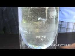 How To Hatch Brine Shrimp Www Readyaquatics Com Brine Shrimp Brine Stemless Wine Glass