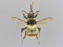 Image result for Bombus sylvarum