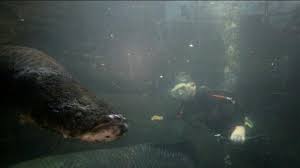 Maybe you would like to learn more about one of these? Cerita Lucky Hakim Menyelam Bersama Arapaima Gigas Tribunnews Com Mobile