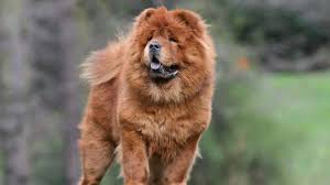 Go on to discover millions of awesome videos and pictures in thousands of other categories. Chow Chow Price Temperament Life Span