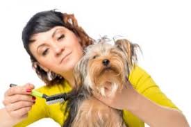 Does petco have pet grooming? Ilmu Pengetahuan 8 Dog Groomers Near Me Hiring