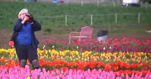 Catch a case of flower fever while strolling through 40 acres of vibrant blooms. Woodburn Tulip Fest Slated To Come Back For Spring 2021 Koin Com