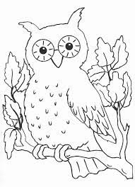 Owl On Branch Ausmalbilder Eulen Malvorlage Eule Ausmalbilder