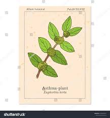 Image result for Euphorbia hirta