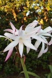Image result for Crinum rautanenianum