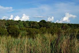 Image result for Dichapetalum rhodesicum