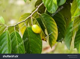 Image result for Metteniusaceae