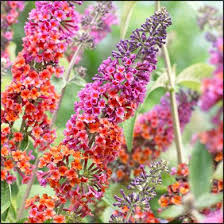 Allium Ampeloprasum Butterfly Bush Cottage Garden Plants Flowers