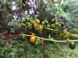 Image result for Cayaponia