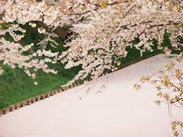 Hal ini bisa dilihat dari penampakan keindahannya pada saat musim semi. 76 Gambar Animasi Bergerak Bunga Sakura Gugur Kekinian Gambar Pixabay