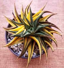 Image result for Haworthia limifolia