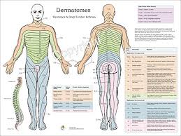 Dermatomes Myotomes Nerve Pattern Poster 18 X 24 Chiropractic Dermatomal Chart Ebay