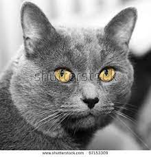 Closeup Portrait Of A Grey Cat With The Big Yellow Eyes Chats Gris Chat Animales