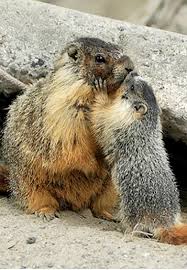 Marmot and her baby - marmots are very closely related to ...