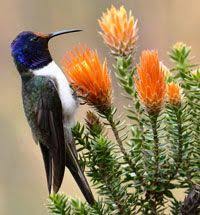 Ecuador Birding Tours San Jorge Eco Lodge Botanical Reserve Birdwatching Tour Subtropical Rainforest Tours