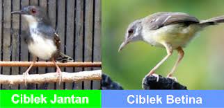 Diatas merupakan gambar sebagai contoh perbedaan jenis atau macam ciblek yang populer di. Cara Membedakan Burung Ciblek Jantan Dan Betina Perawatan Harian Burung Berkicau