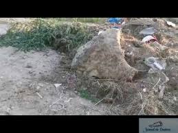 Comisarii de mediu au efectuat un control in urma caruia au constatat mai multe nereguli. Langa Podul De La Malu Mare A Aparut Un Teren Ce Parere Are Garda De Mediu Dolj Jurnal De Craiova