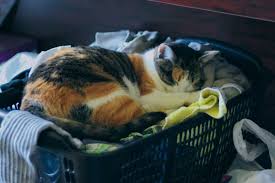 I will also when i can afford to cook up chicken and riceand add in 1 jar of sweet pea baby food, a pasturised egg and 1 tsp of missing link. How Do I Make My Cat Gain Weight What Are The Best Foods