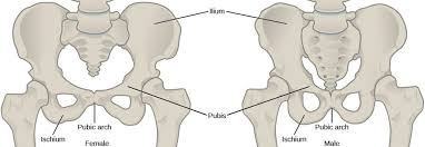 Download files and build them with your 3d printer, laser cutter, or cnc. Human Appendicular Skeleton Biology For Majors Ii