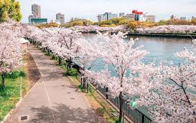 Prunus mume grove in osaka castle park. The Best Spots To See Cherry Blossoms Around Osaka Gaijinpot Travel