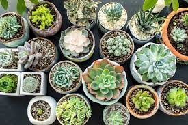 There are endless possibilities in the hybridising of clematis, most of the colours in the clematis world are in the. How To Grow Succulents From Cuttings Better Homes And Gardens
