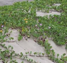 Image result for Ipomoea pes-caprae