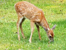 But, they will eat all parts of the plant to the ground if the circumstances are right. 6 Effective Ways To Keep Deer From Eating Your Tomato Plants The Practical Planter