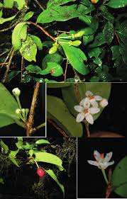 Image result for Aneulophus