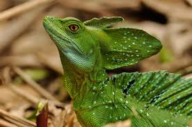 Maybe you would like to learn more about one of these? Green Basilisk Lizard National Geographic