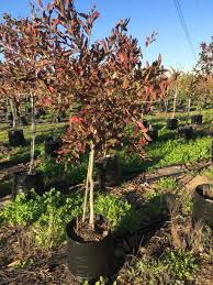 Image result for Combretum kraussii