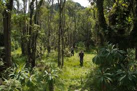 Image result for Lovoa swynnertonii