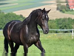 The modern oldenburg is managed by the association of breeders of the oldenburger horse, which enacts strict selection of breeding stock to ensur. Oldenburger Wallach 3 Jahre 170 Cm Rappe