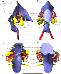 These are the nerves that originate from various parts of the brain and primarily impact parts of. Plos One The Braincase Of Malawisaurus Dixeyi Sauropoda Titanosauria A 3d Reconstruction Of The Brain Endocast And Inner Ear