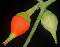 Image result for Corallocarpus schimperi