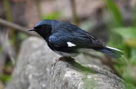 Image result for Micractis bojeri