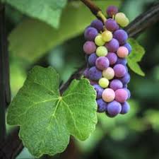 It is picked fresh from vine and stuffed with a mixture of meat, rice grape leaves are medium to large, cordate, heart shaped having multiple lobes. Edible Landscaping How To Prune Grape Vines Garden Org