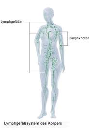 Das lymphatische system oder lymphsystem (systema lymphaticum, systema lymphoideum) beinhaltet die gesamtheit aller lymphbahnen, die lymphgefäße und die lymphatischen organe wie lymphknoten und milz, die lymphatischen gewebe im. Das Lymphsystem Gesundheitsinformation De