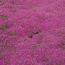Thymus Cr Praecox Coccineus Creeping Thyme Red Creeping Thyme Perennial Plants