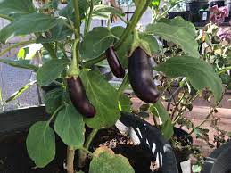 Japanese Eggplant Growing In 15 Gallon Container Soon To Harvest Waiting For It To Be Atleast 6 Inches Eggplant Vegetables Growing