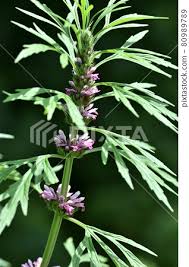 Image result for Leonurus japonicus