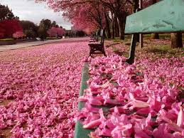 Harga tiket sudah termasuk tiket kr cibodas. Photos What Malaysia Looks Like When Sakura Trees Are In Full Bloom