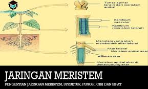 Pengertian Jaringan Meristem Struktur Fungsi Ciri Sifat