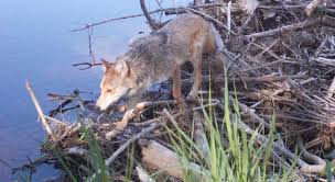 Predators Prey Animals Nh State Parks