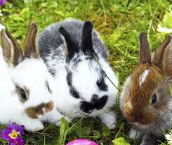 All of the jokes about rabbits and their means to abundantly populate are usually. 7 Things To Consider When Adopting A Rabbit Rspca Nsw