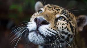Ellos atacan desde la parte posterior de la cabeza, a diferencia de un bocado típico en el cuello o cuello. Sos Por El Jaguar El Tercer Felino Mas Grande Del Planeta