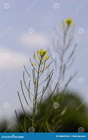Image result for Sisymbrium orientale