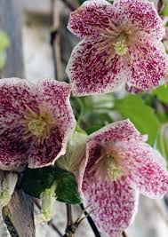 Image result for Mimulopsis excellens